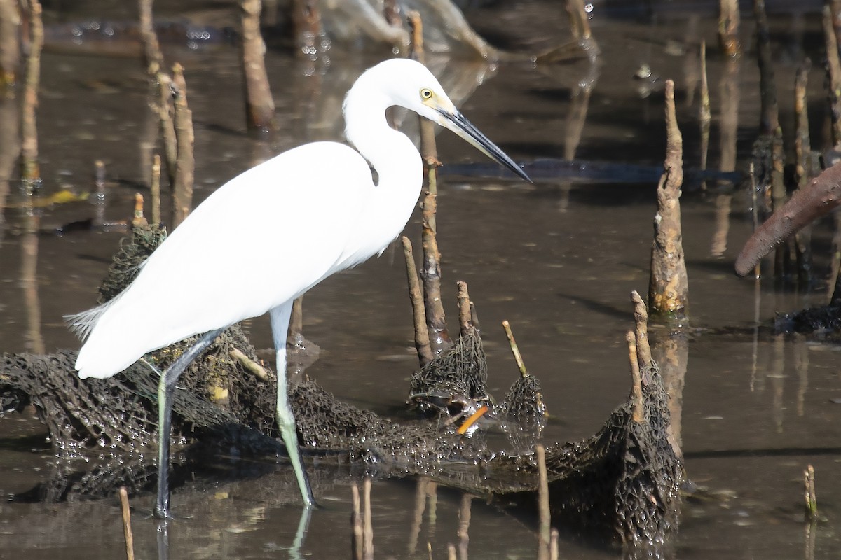 Little Egret (Australasian) - Bent Rønsholdt