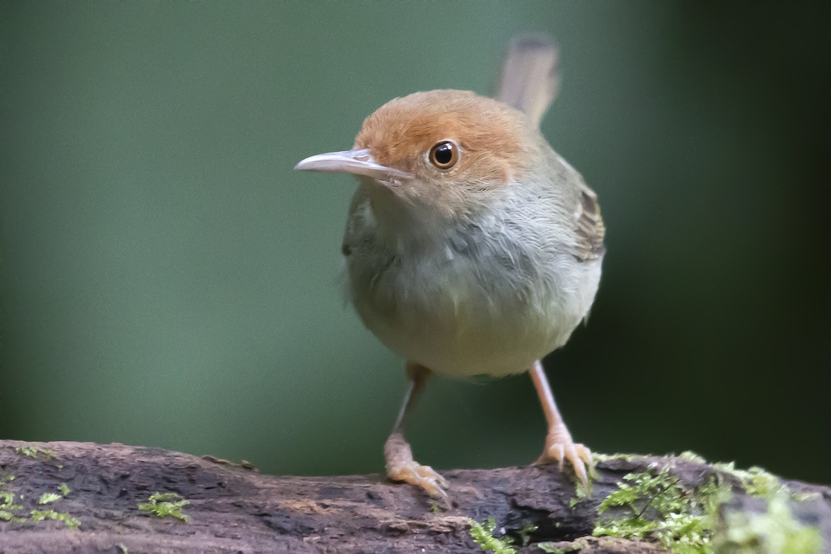 Olive-backed Tailorbird - Bent Rønsholdt