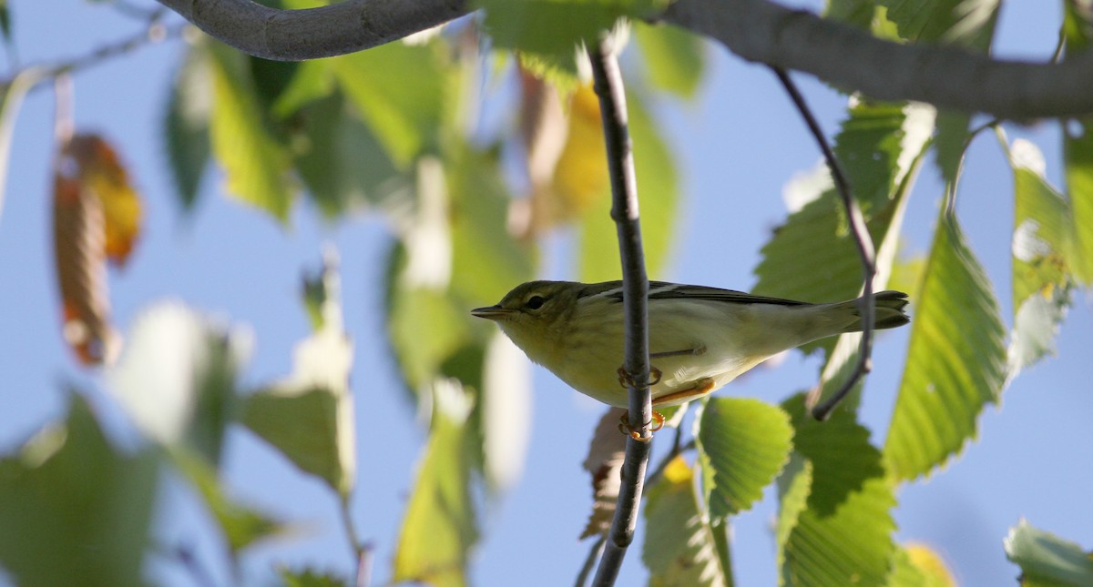 Blackpoll Warbler - ML20450071