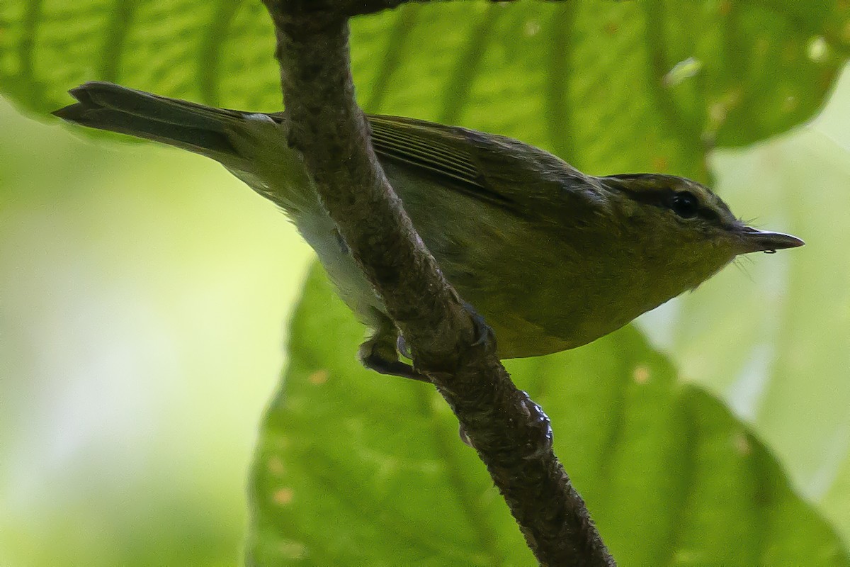 Mountain Leaf Warbler - ML204500791