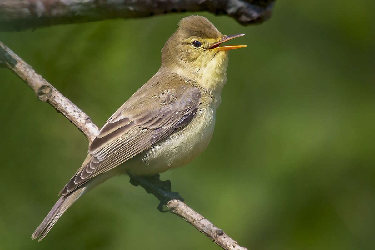 Icterine Warbler - Bent Rønsholdt