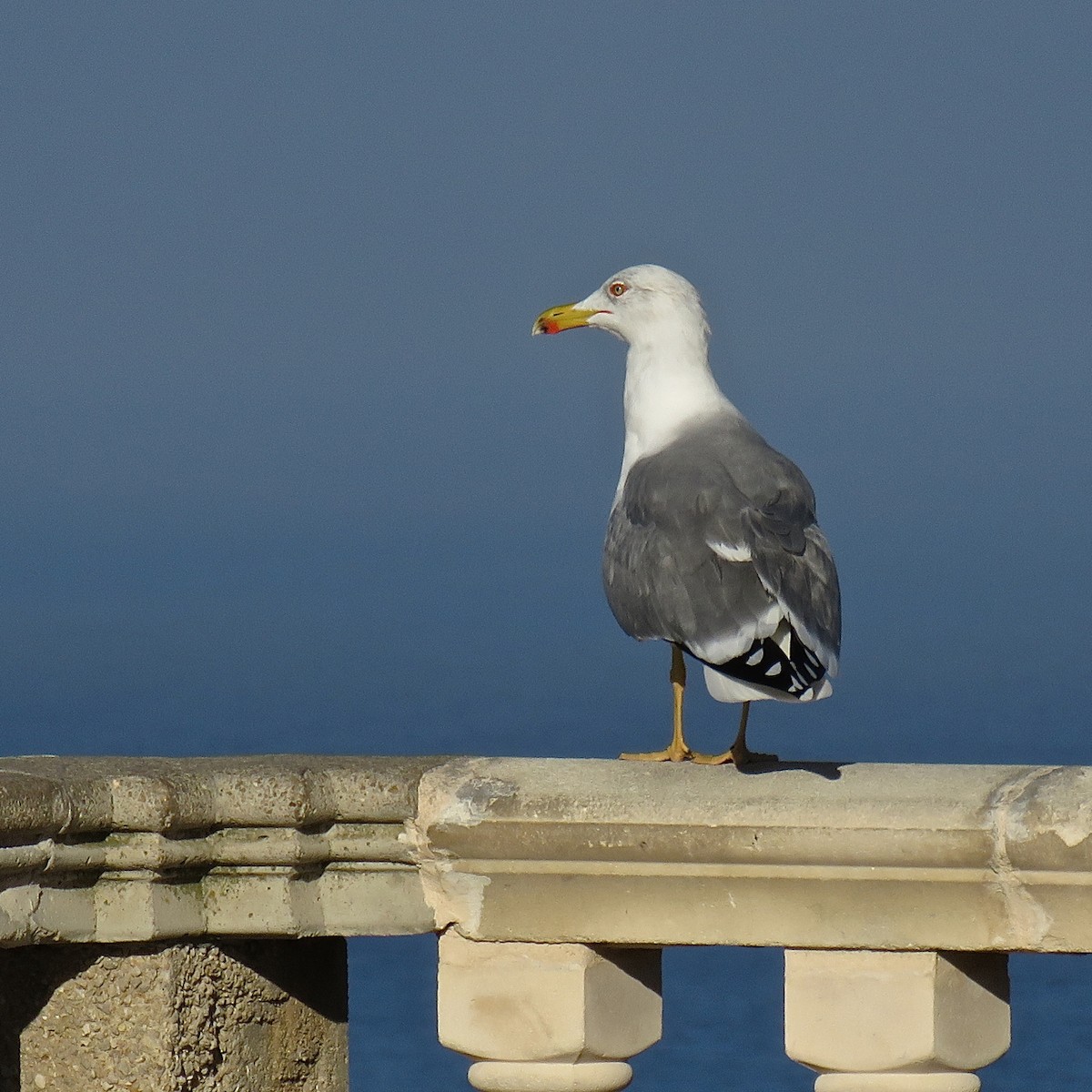 Yellow-legged Gull (michahellis) - Erkki Lehtovirta