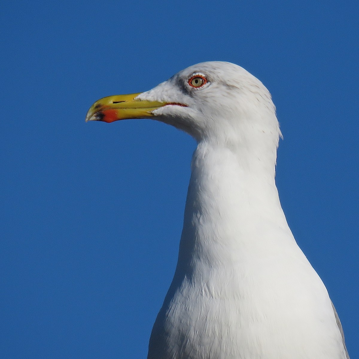 Yellow-legged Gull (michahellis) - Erkki Lehtovirta