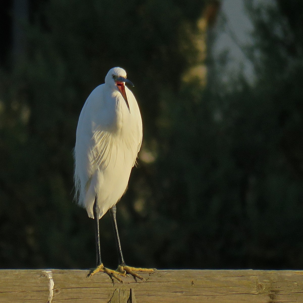 Little Egret (Western) - Erkki Lehtovirta