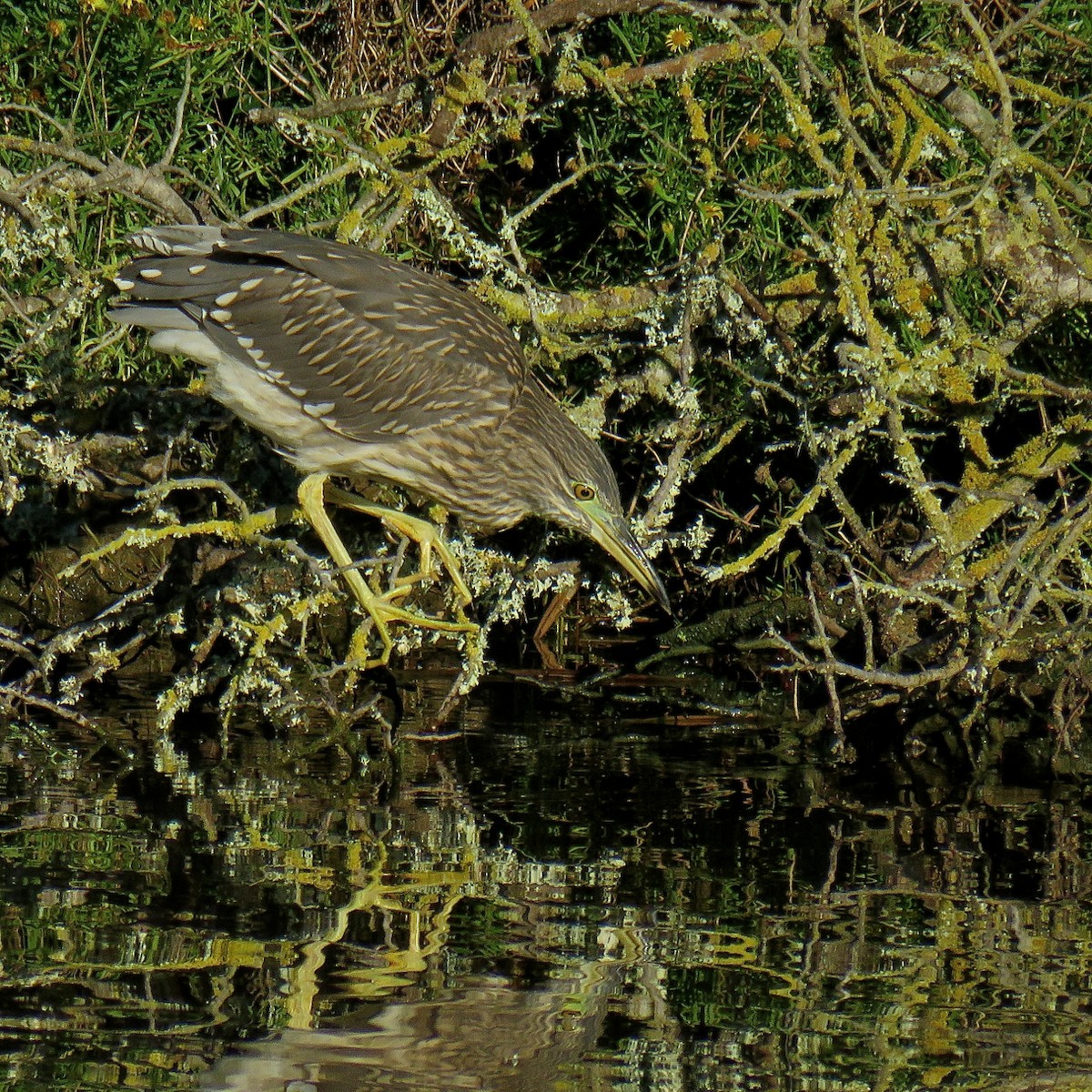 ゴイサギ（nycticorax） - ML204501751