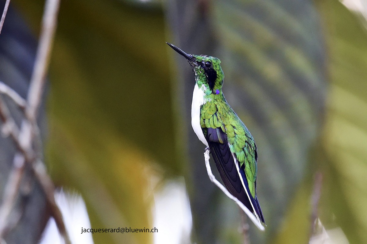 Black-eared Fairy - Jacques Erard