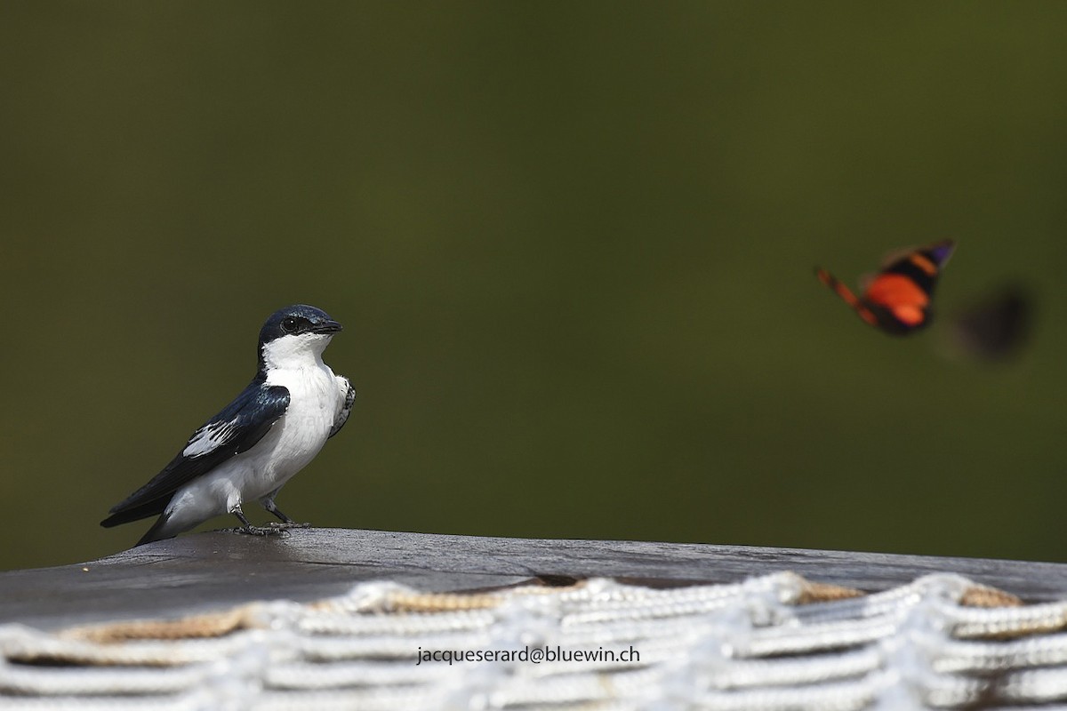 Golondrina Aliblanca - ML204502041