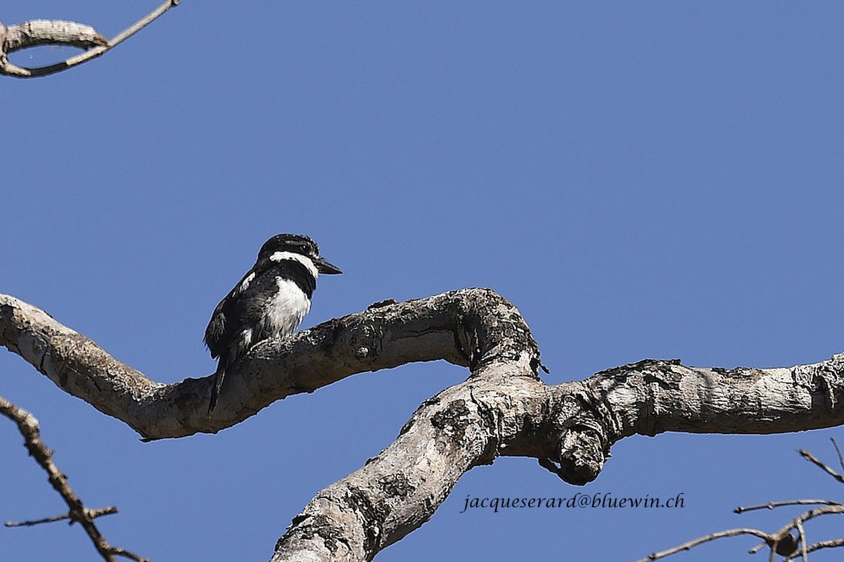 Pied Puffbird (Greater) - Jacques Erard