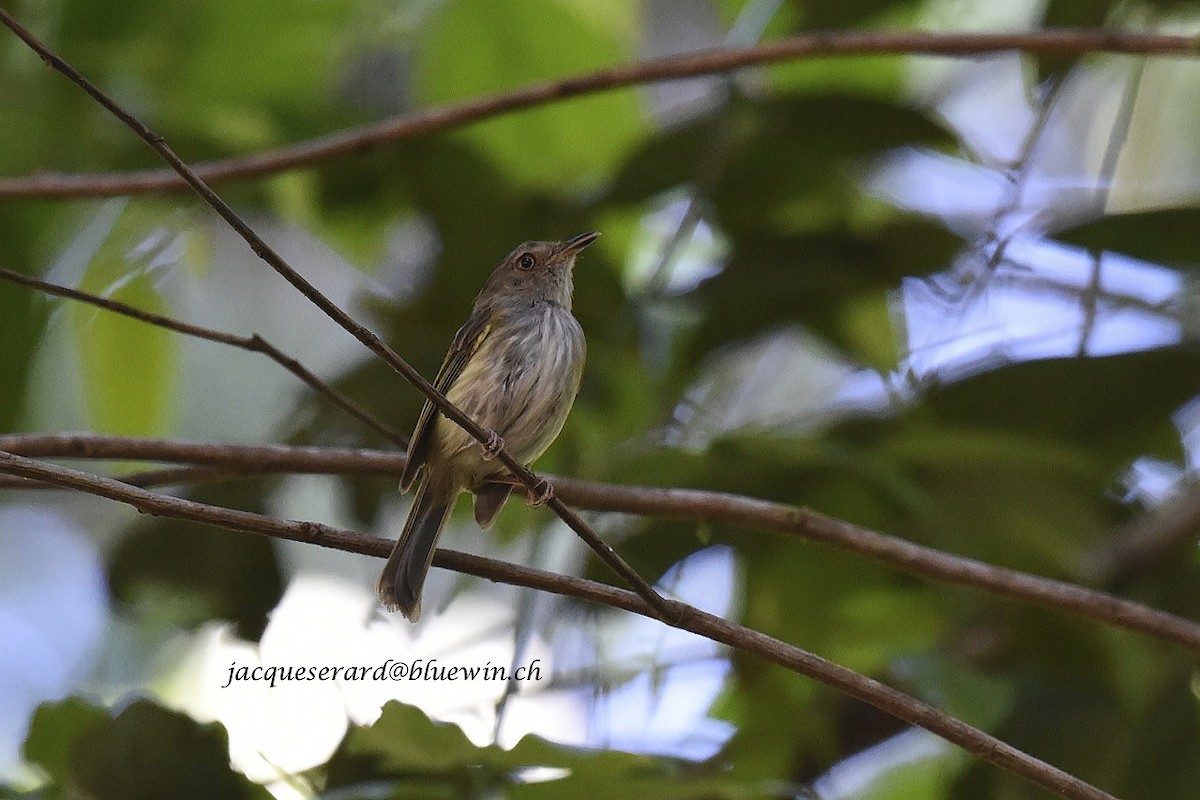 White-bellied Tody-Tyrant - ML204502141