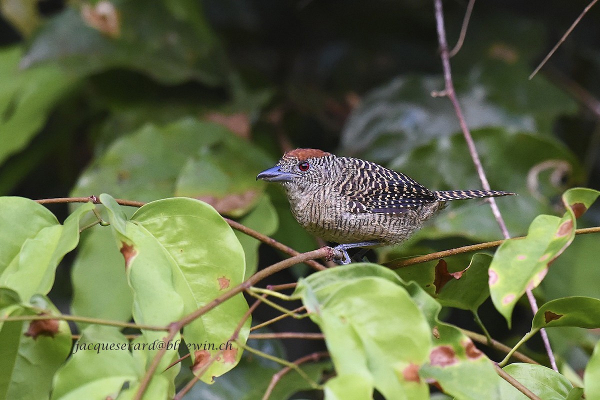 Fasciated Antshrike - Jacques Erard