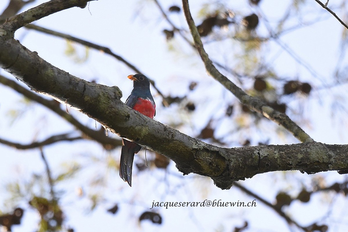 Black-tailed Trogon - ML204502201