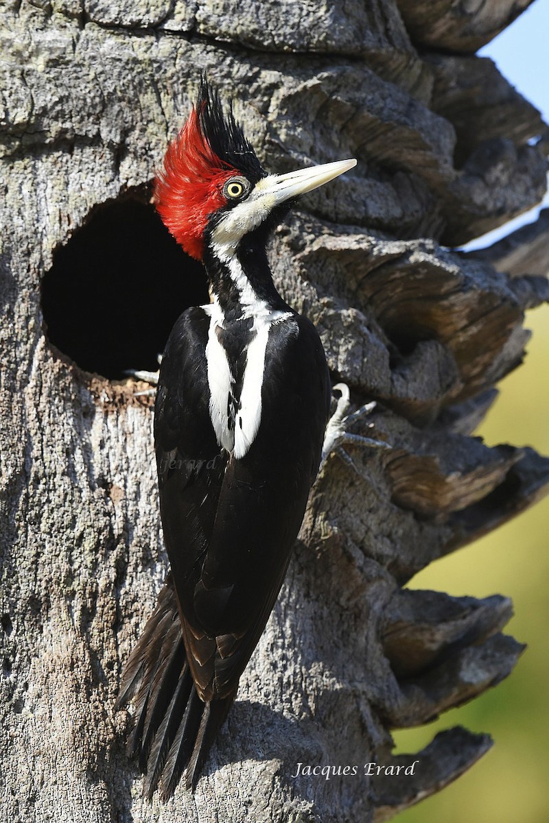 Crimson-crested Woodpecker - ML204502311