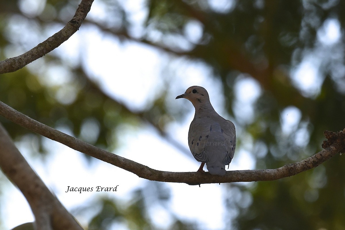 Eared Dove - ML204502321