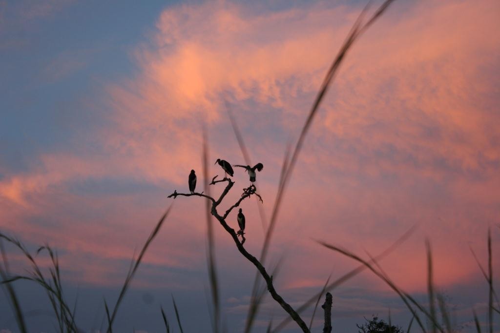 Abdim's Stork - ML204502571