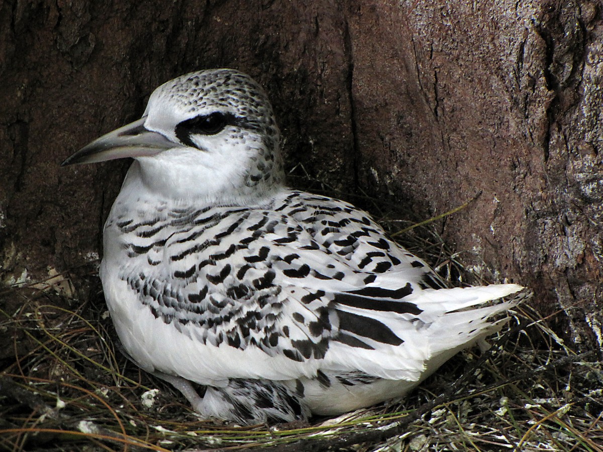 White-tailed Tropicbird - Erkki Lehtovirta