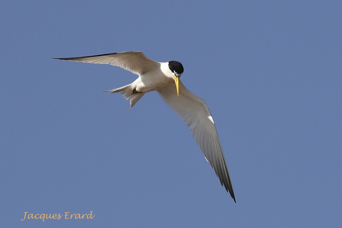 Yellow-billed Tern - ML204504091