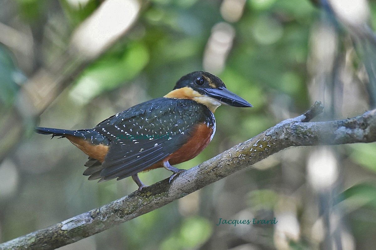 Green-and-rufous Kingfisher - ML204504101