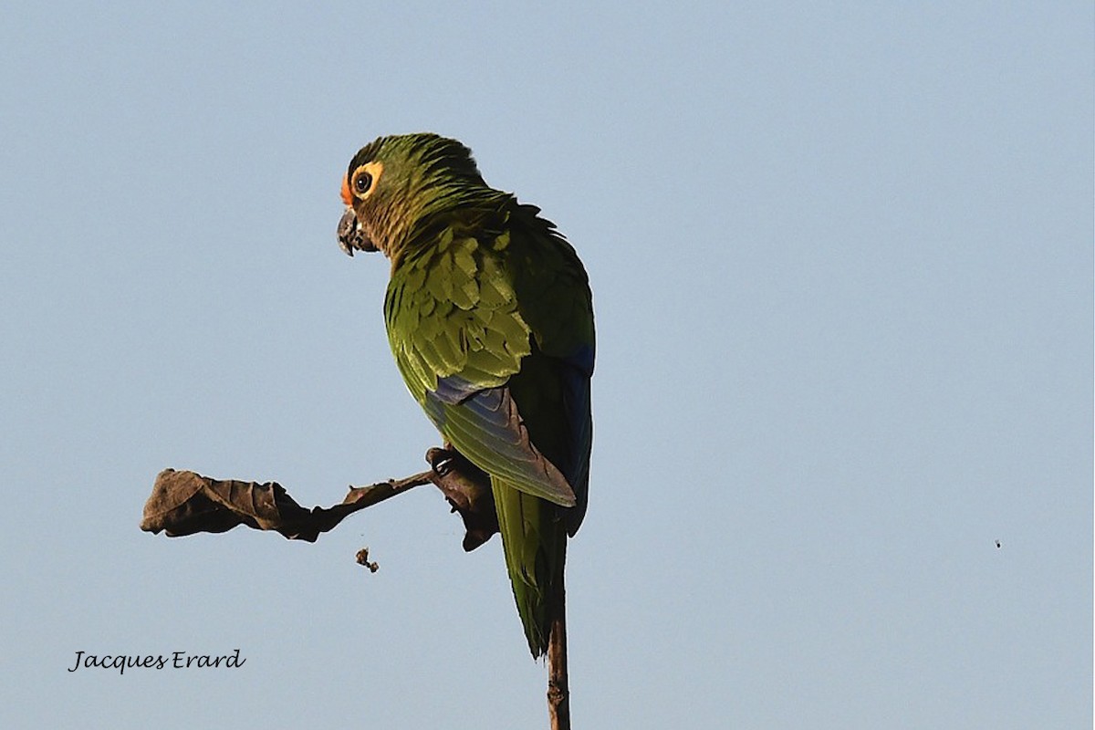 Peach-fronted Parakeet - ML204504191