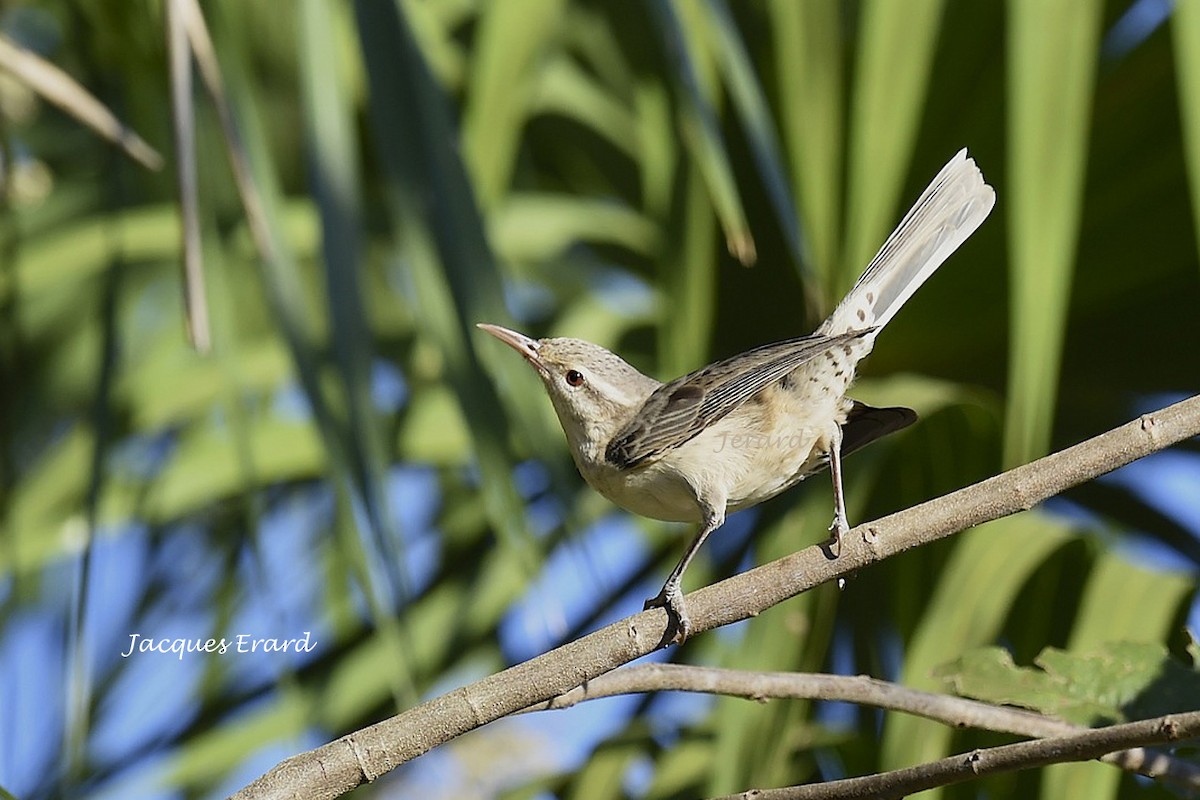 Thrush-like Wren - Jacques Erard