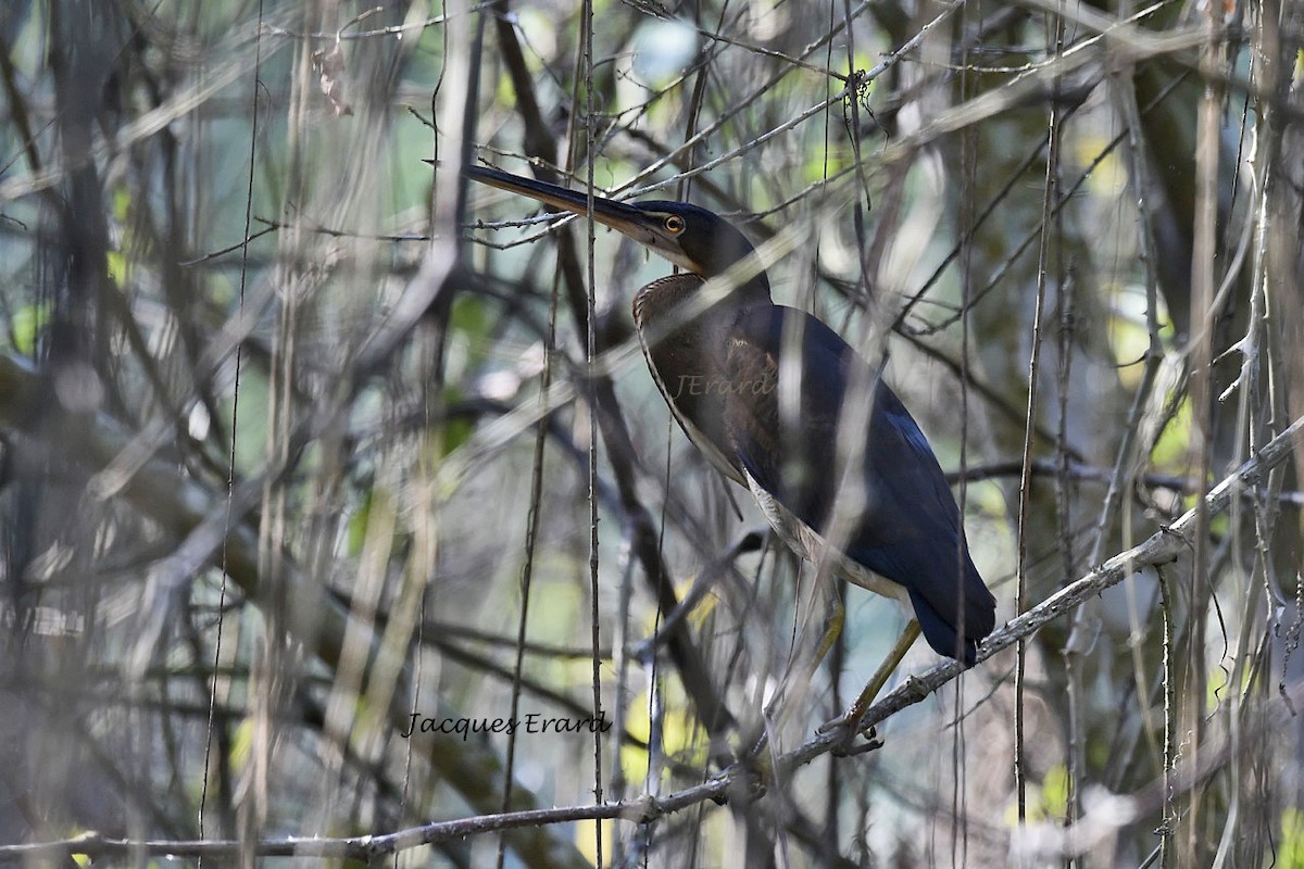 Agami Heron - Jacques Erard