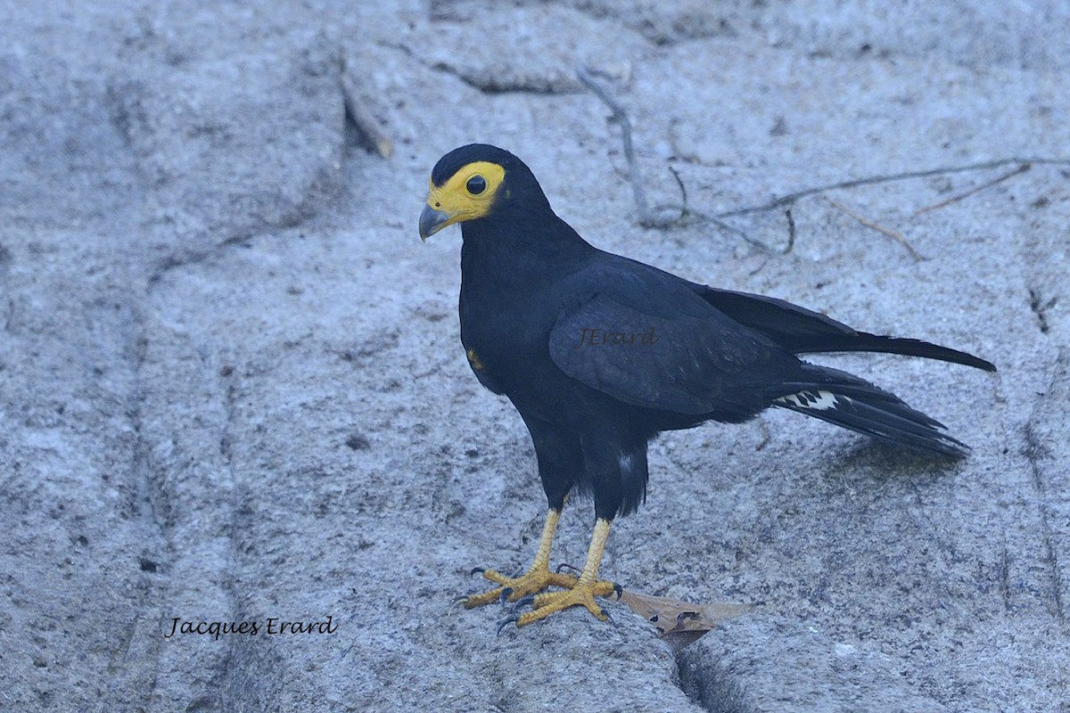 Black Caracara - ML204504451