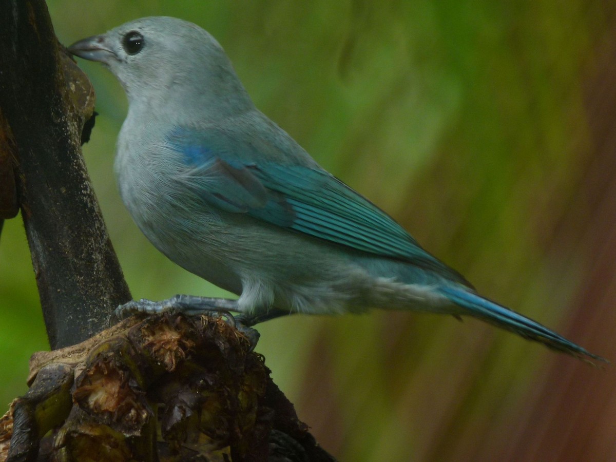 Blue-gray Tanager (Blue-gray) - ML204504601