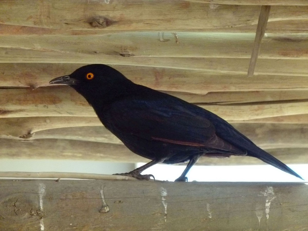 Pale-winged Starling - ML204504651