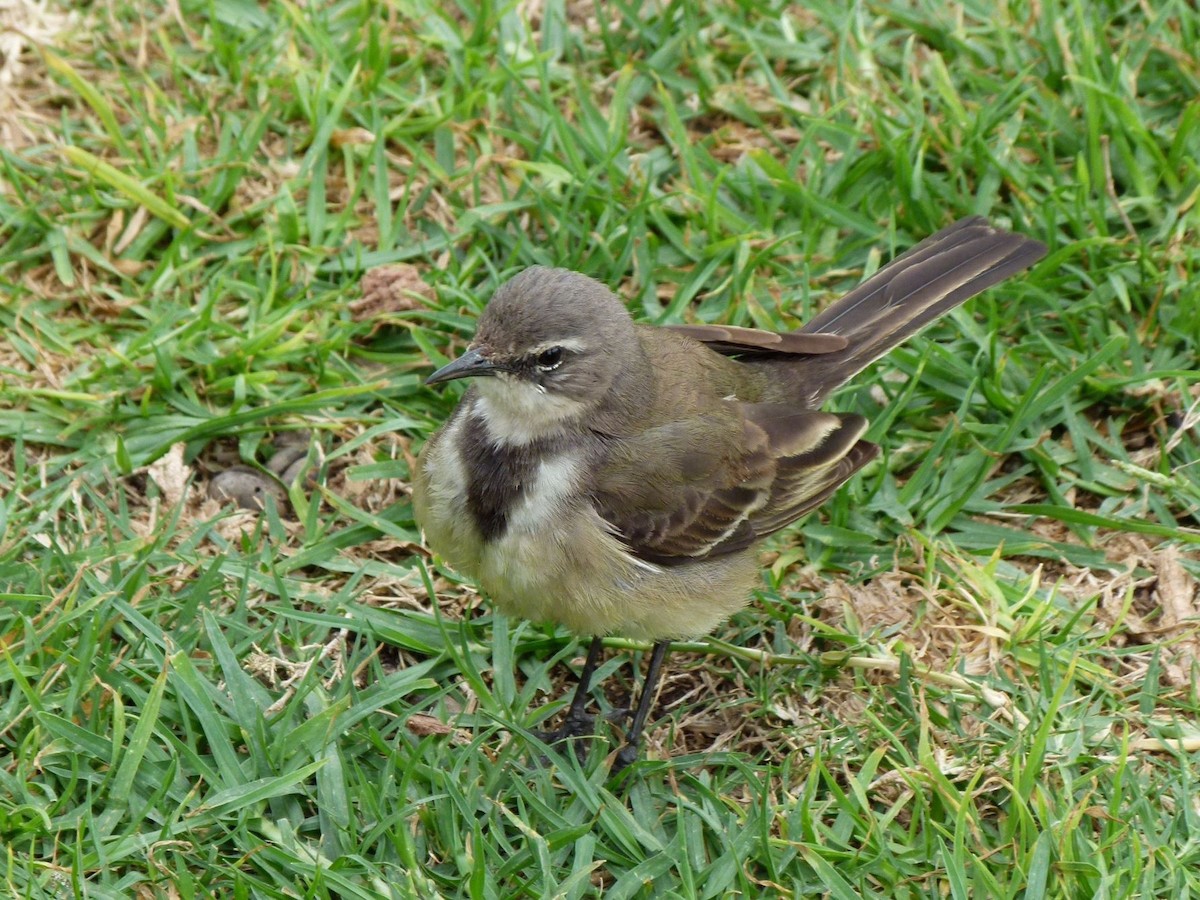 Cape Wagtail - ML204504671