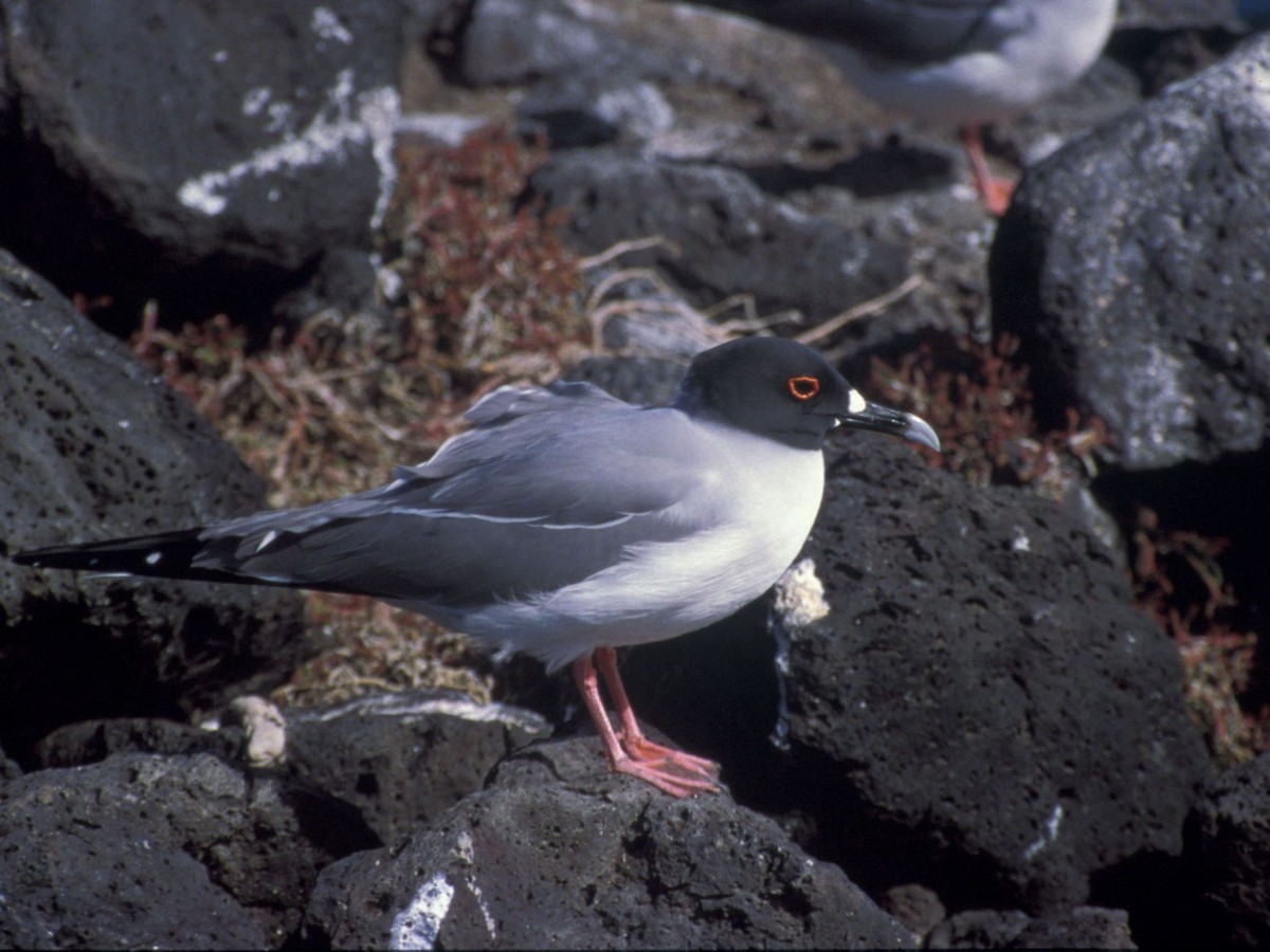 Swallow-tailed Gull - ML204504701