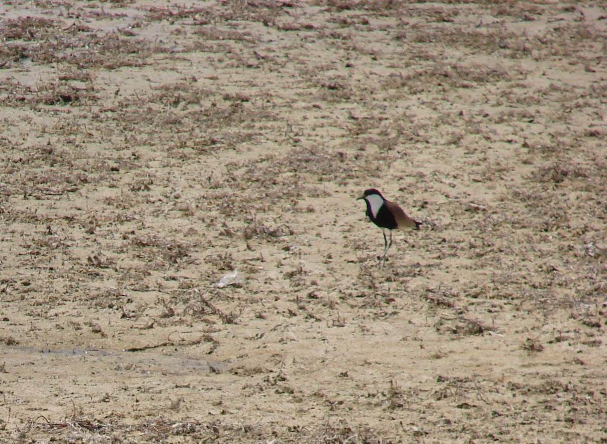 Spur-winged Lapwing - ML204504731