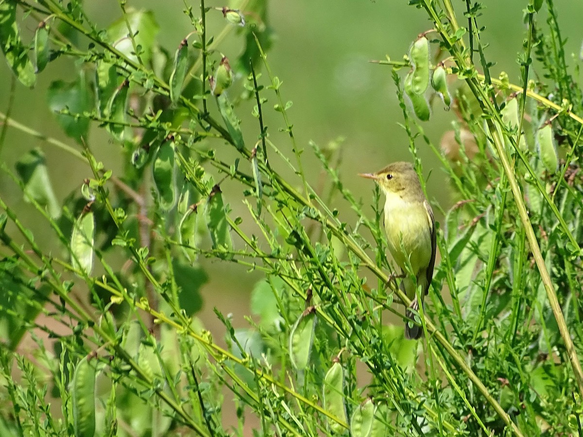Melodious Warbler - ML204504791