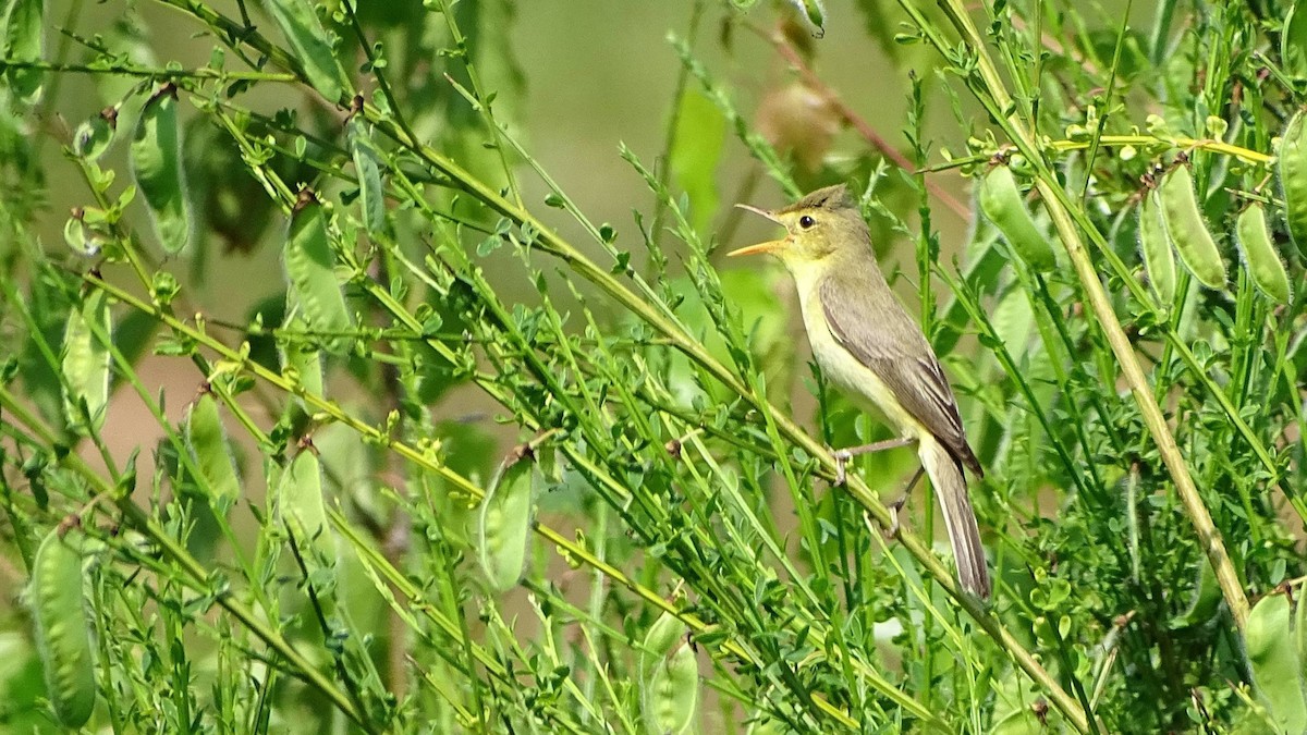 Melodious Warbler - ML204504801
