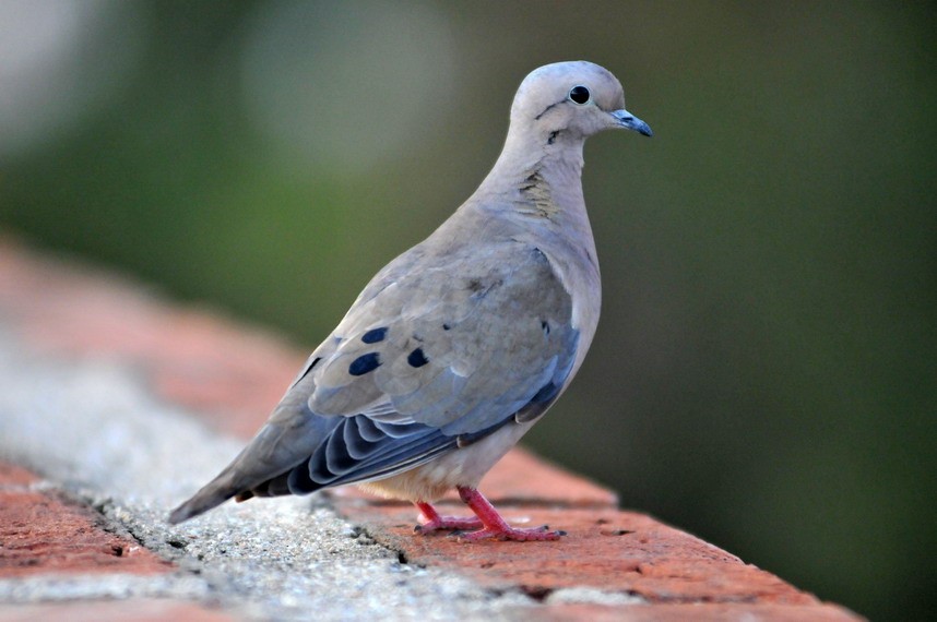 hrdlička černouchá - ML204504811