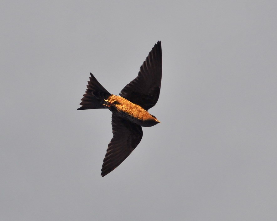 jiřička jižní - ML204504831