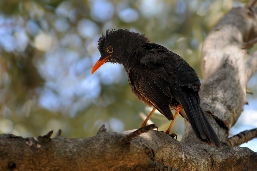 Chiguanco Thrush (anthracinus) - ML204504961