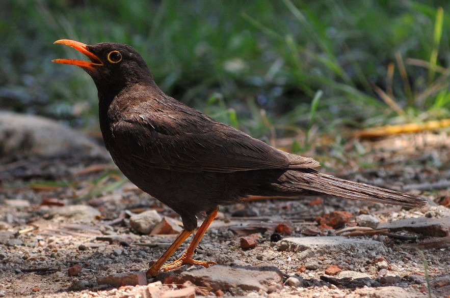 Chiguanco Thrush (anthracinus) - ML204504971