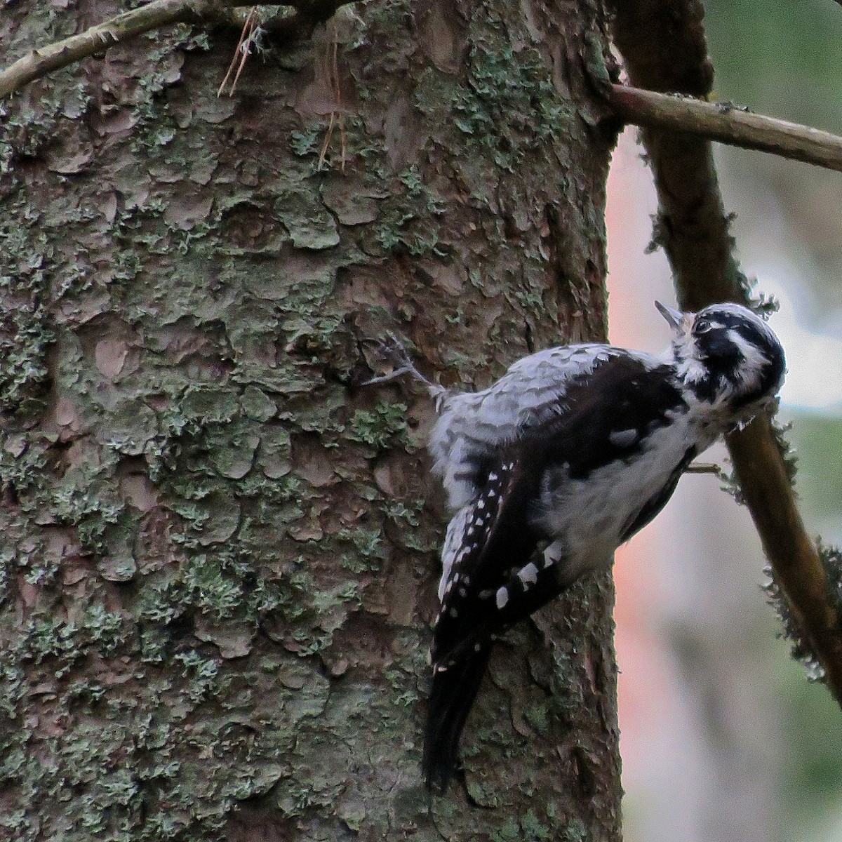 Eurasian Three-toed Woodpecker (Eurasian) - ML204505201