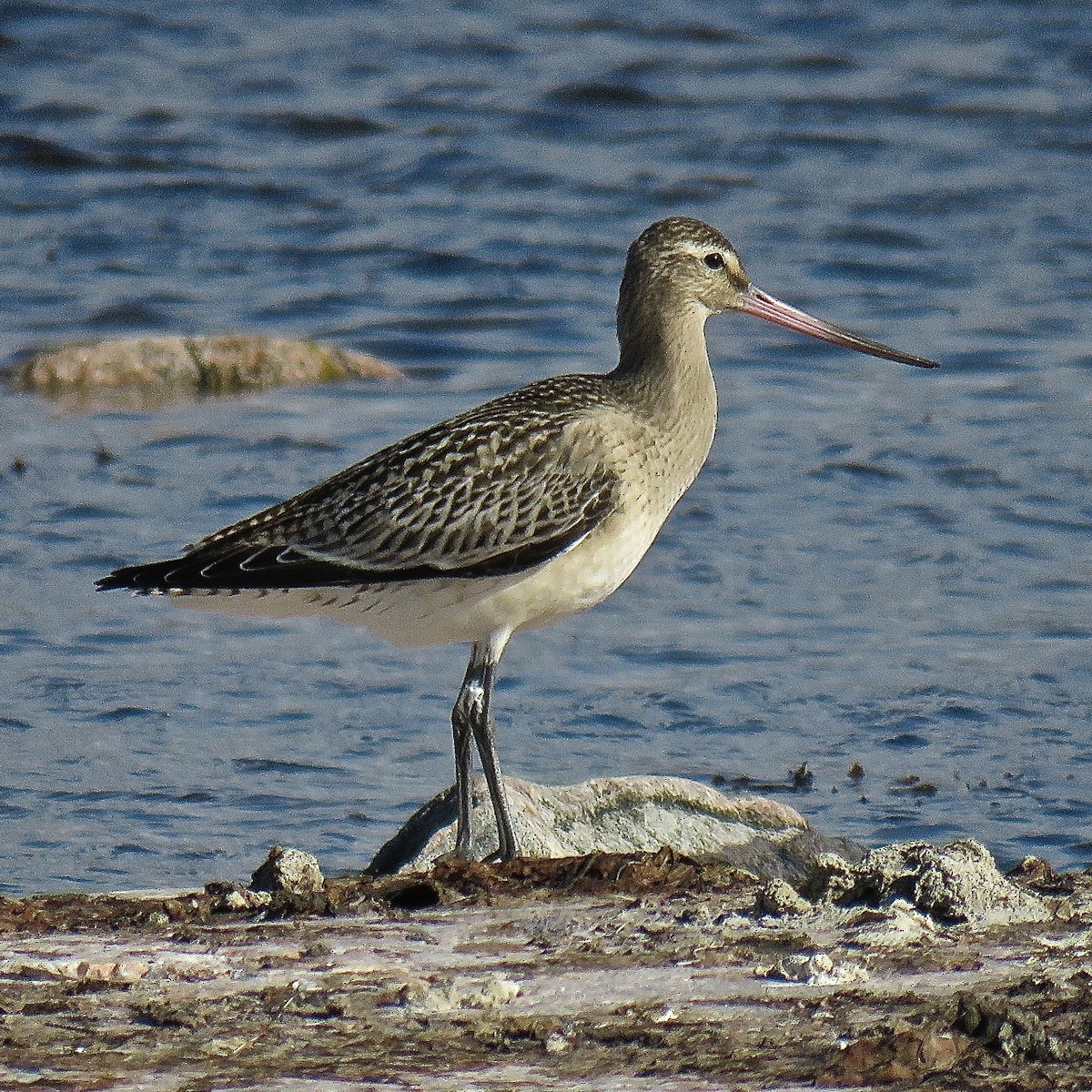 Bar-tailed Godwit (European) - ML204505391