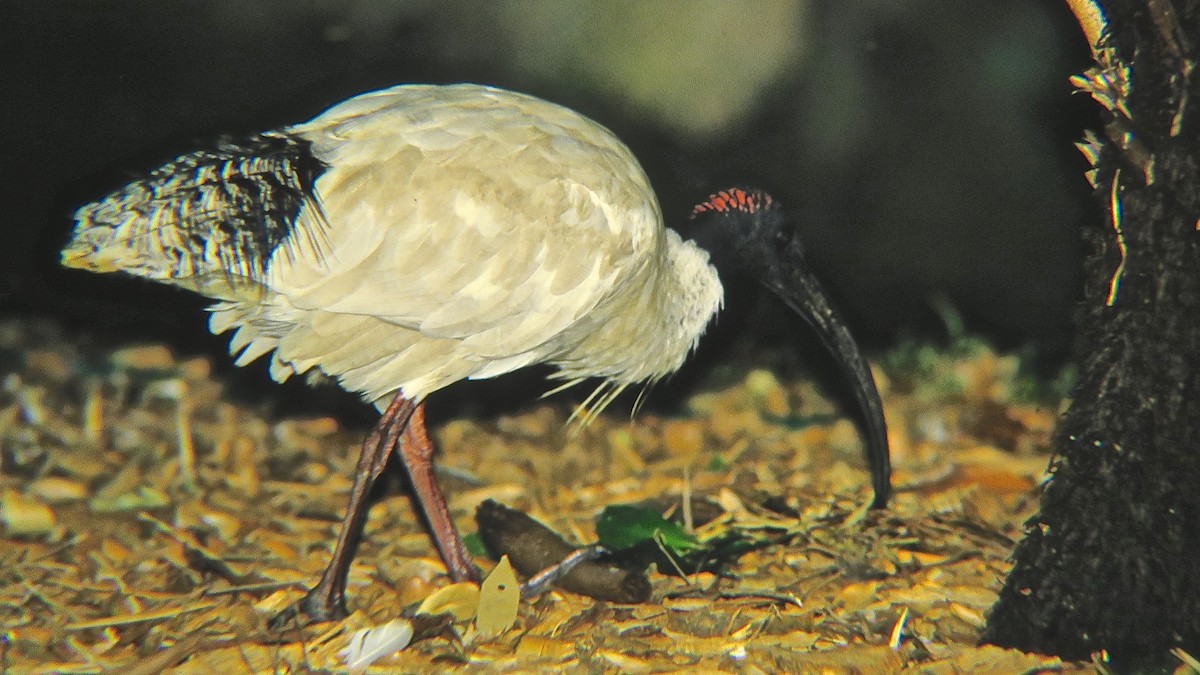 ibis australský - ML204505531