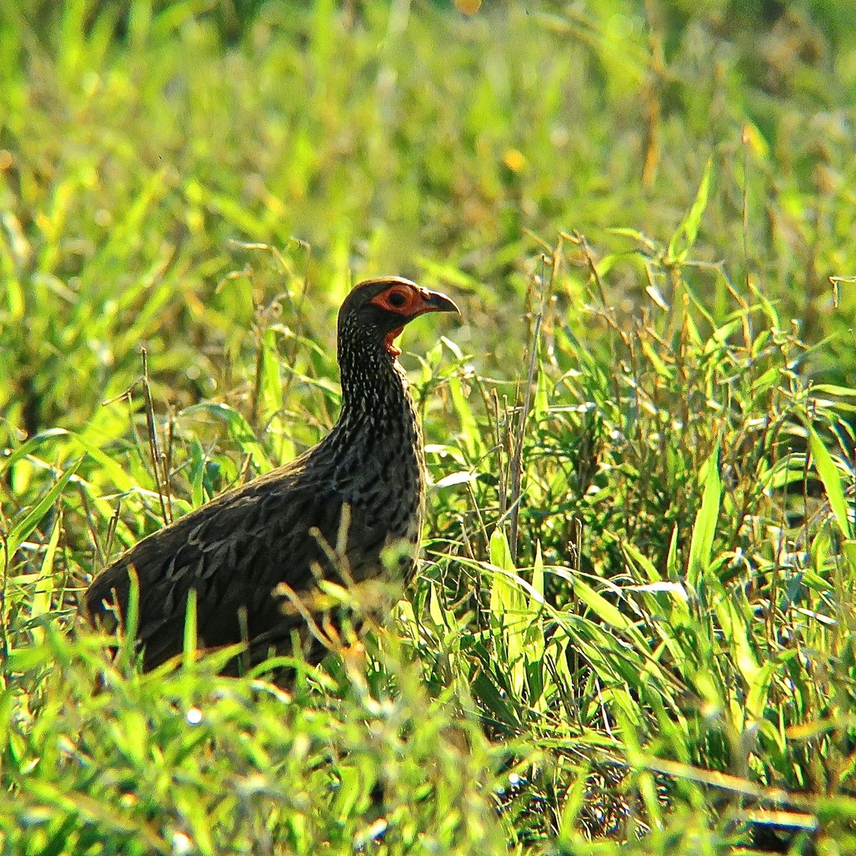 Swainson's Spurfowl - ML204505861