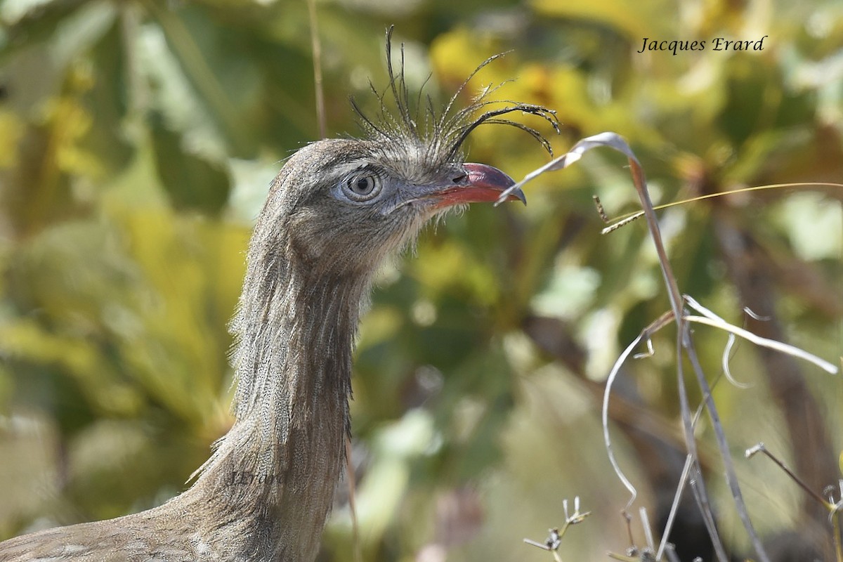 Red-legged Seriema - Jacques Erard