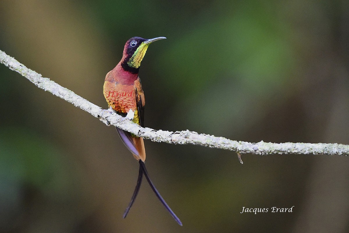 Colibrí Topacio - ML204506041