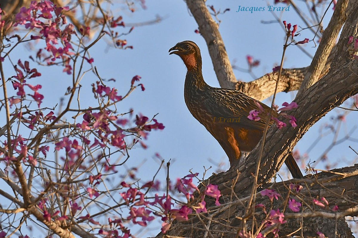 Chestnut-bellied Guan - ML204506111