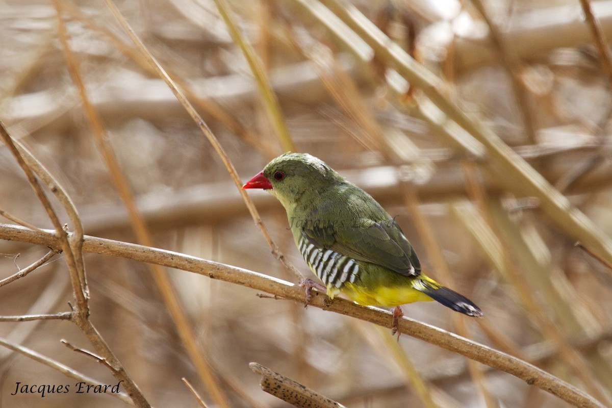 Green Avadavat - Jacques Erard