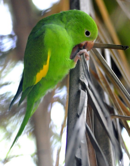 Yellow-chevroned Parakeet - ML204506901