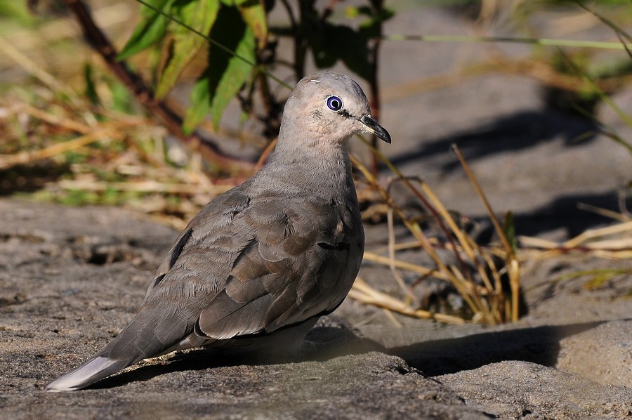 Picui Ground Dove - ML204506991