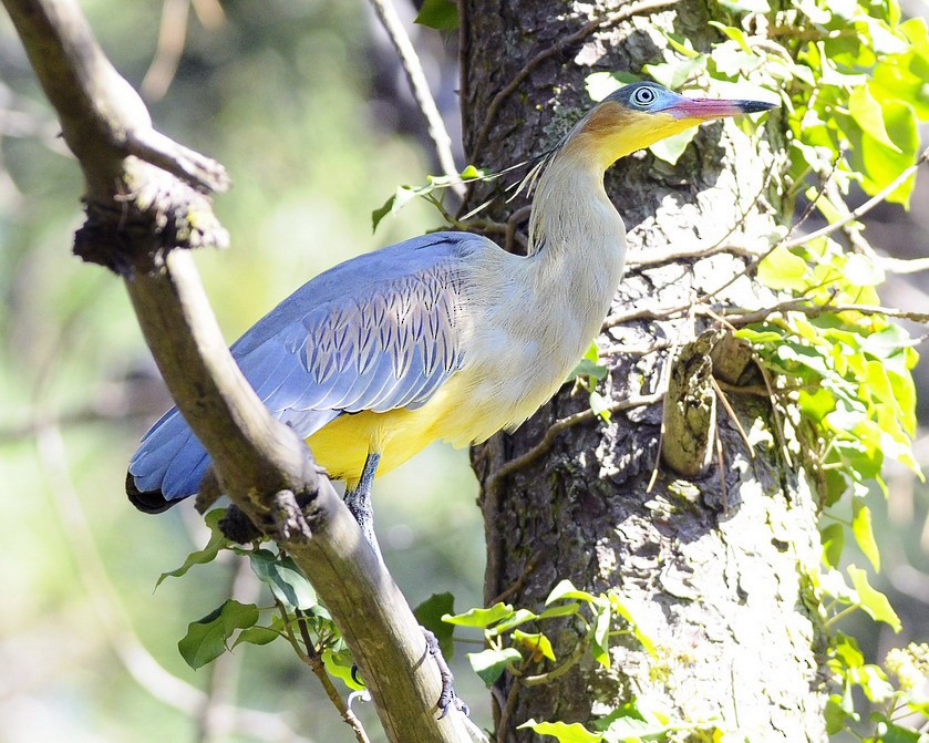 Whistling Heron - ML204507041