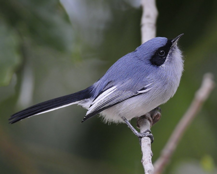 Masked Gnatcatcher - ML204507111