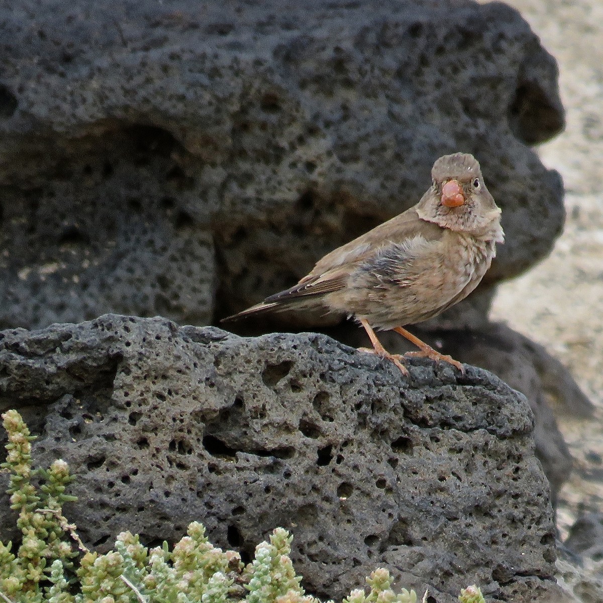 Trumpeter Finch - ML204507611