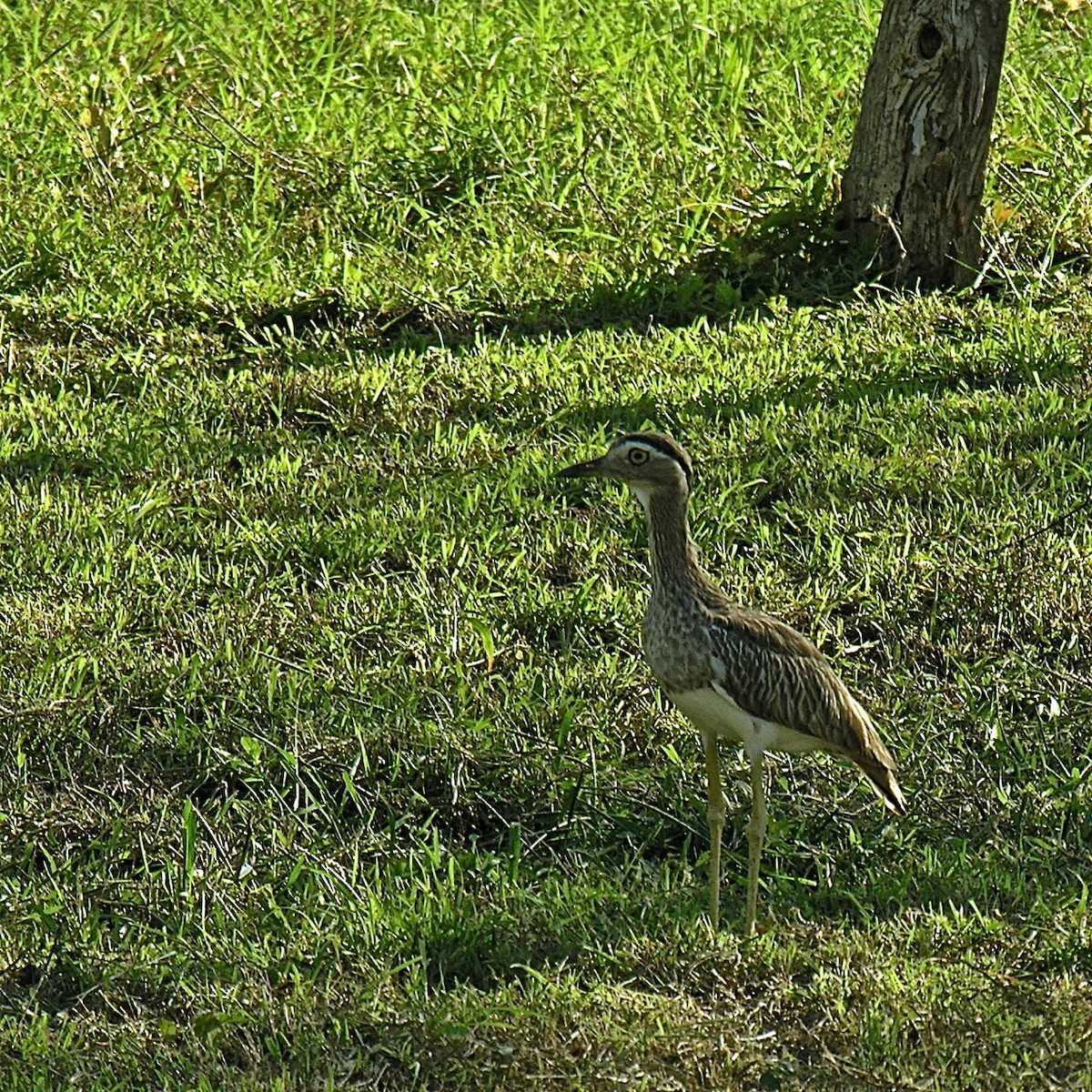 Double-striped Thick-knee - Erkki Lehtovirta